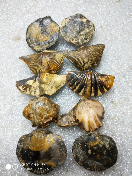 天然古生物贝类化石，有无洞贝，弓石燕，巅石...