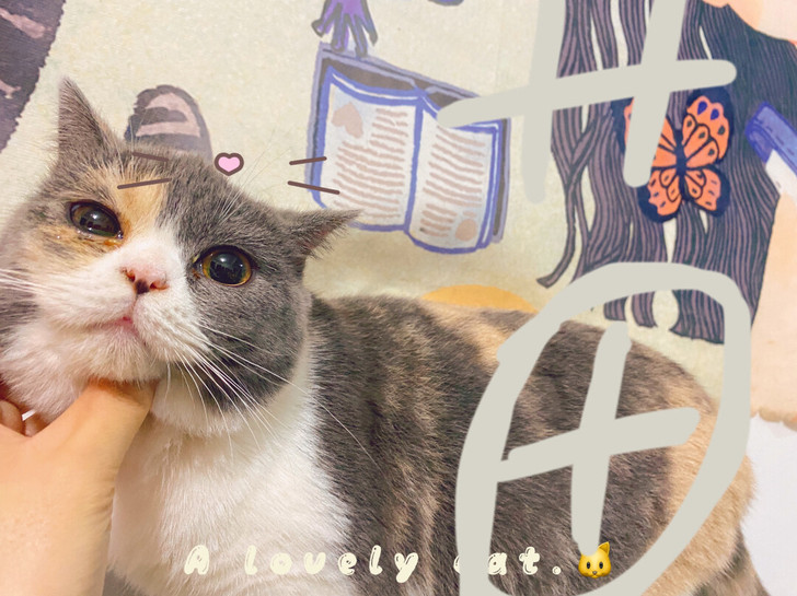 英短三花妹妹，正八开脸，纹路漂亮！六个月大...