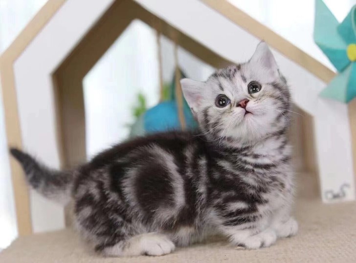 高品质矮脚*美短弟弟 川背 脸蛋漂亮