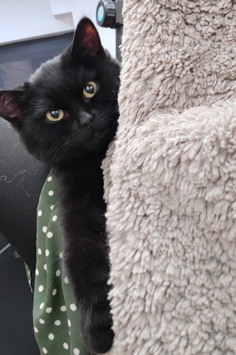 由于搬家猫咪没办法再养了