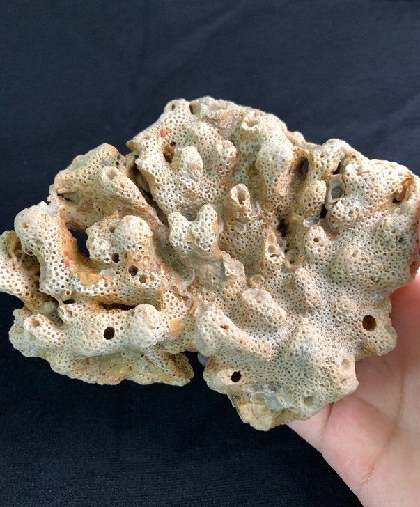 珊瑚虫化石宜昌三峡奇石