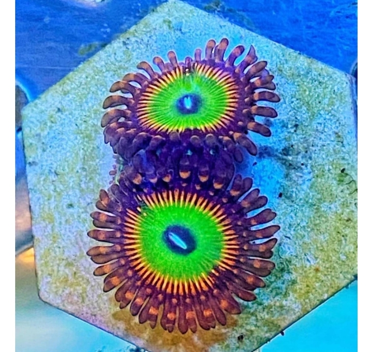 终极彩虹纽扣珊瑚水螅体，单头40，只有两盘，