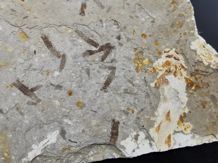 潘氏北票XUN鱼化石与洞蝦化石，对开，颜色...