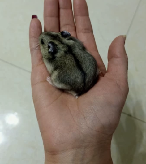 求领养！！！一只仓鼠加一个笼子~ 7个月大...