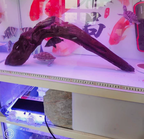 一米鱼缸用的拱桥紫秞沉木，尺寸看图，100...