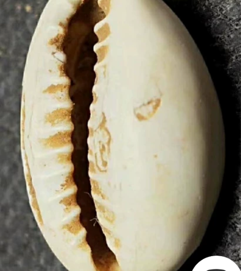 商周~对齿贝币 货币之祖。 10个一串为一...