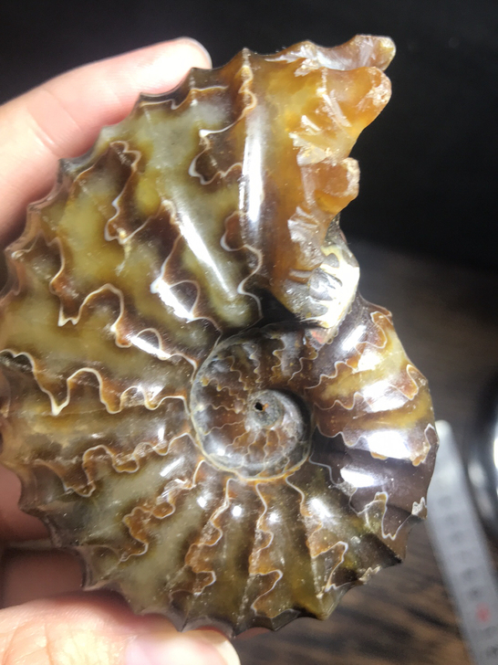 纯天然马达加斯加羊角螺化石收藏科普教学不完...