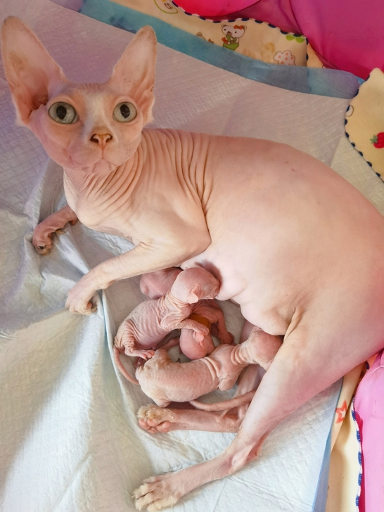 自家散养无毛猫，刚出生三只，矮脚母一只，矮...