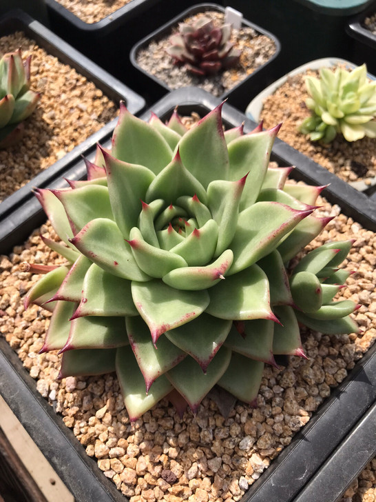 墨Q利 稻草墨   多肉植物，韩播多肉