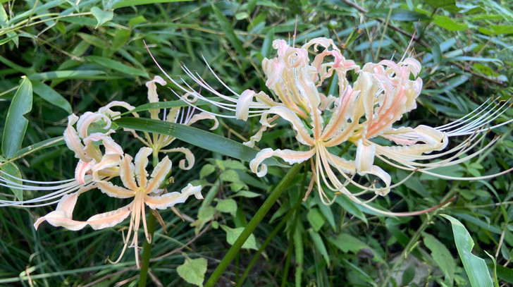 彼岸花种球易活花种子 稻草石蒜，实物实拍，...