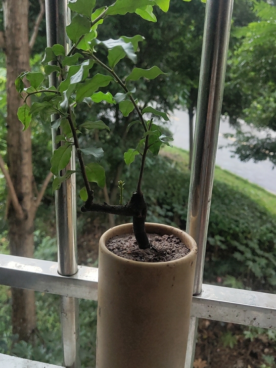 金弹子盆景，两年熟桩，公母未知，带土球发货