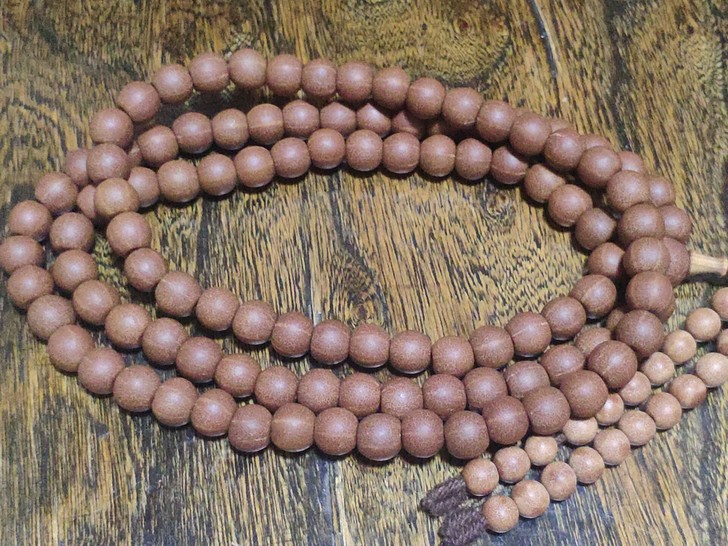 浙江天台国清寺 五线菩提子