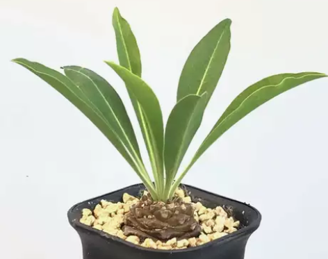 城南别院  大戟科   铁甲丸(实生)又名...