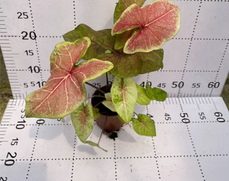 映日桃红彩叶芋盆栽绿植新手易养净化空气吸甲...