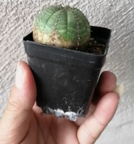 布纹球（363#），球体下部带有锈斑，直径...