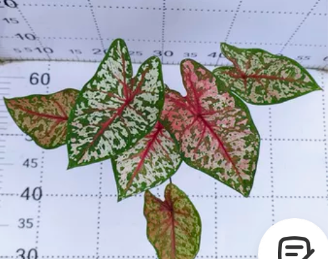 90卡洛琳彩叶芋盆栽绿植新手易养净化空气新...