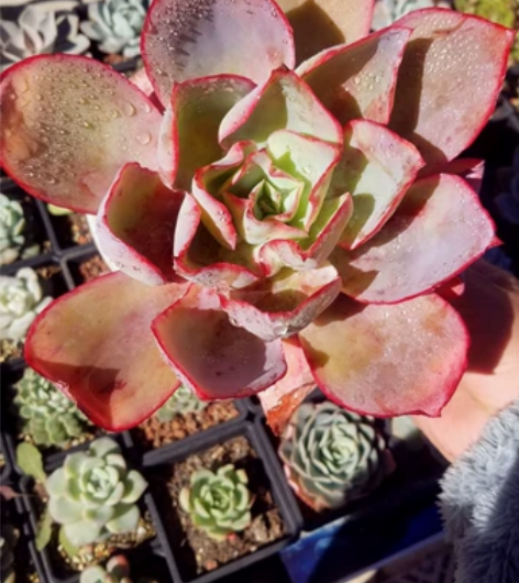 肯尼迪百变星君多肉植物云南精品多肉植物楼顶...