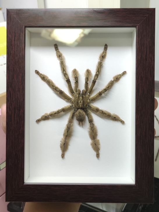 蜘蛛标本,品种很多可以挑选价格私聊。