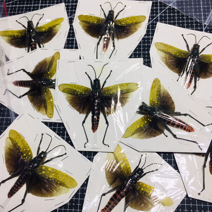 黄星蝗虫标本Aularches punct...