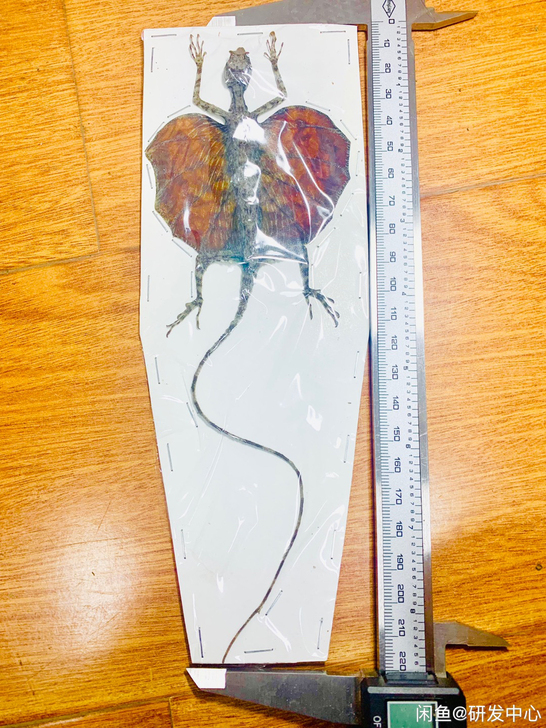 稀有飞蜥甲甲标本甲虫标本博物馆收藏艺术设计...