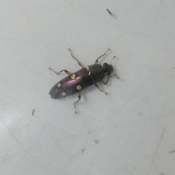 标本昆虫#小四点甲一只四点花甲,喜欢的联系!