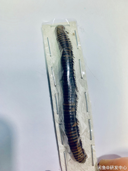 稀有甲虫昆虫标本工艺品材料博物收藏甲虫色彩...