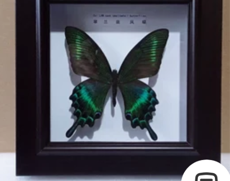 标本类装饰画 感兴趣的话点“我想要”和我私...