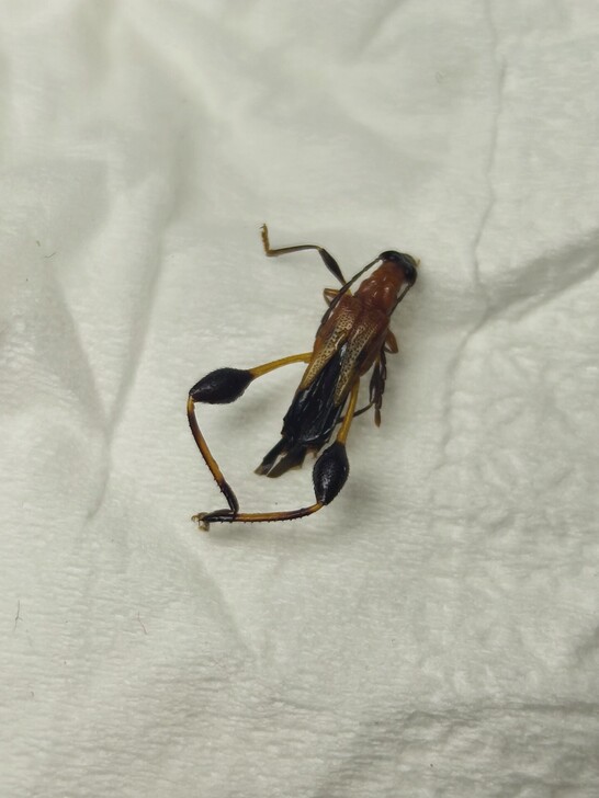 稀有半鞘天牛标本 奇趣昆虫