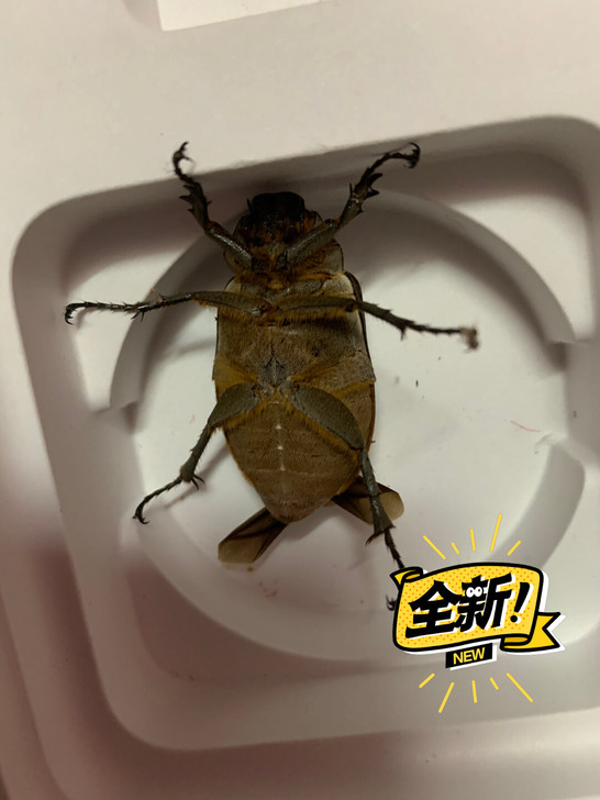 甲虫宠物可做标本，包邮包活天牛