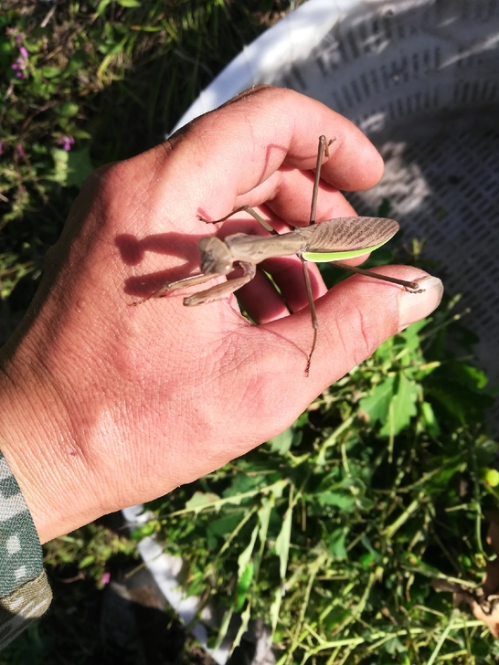 中华螳螂适合标本养殖教学，难得的好昆虫，价...