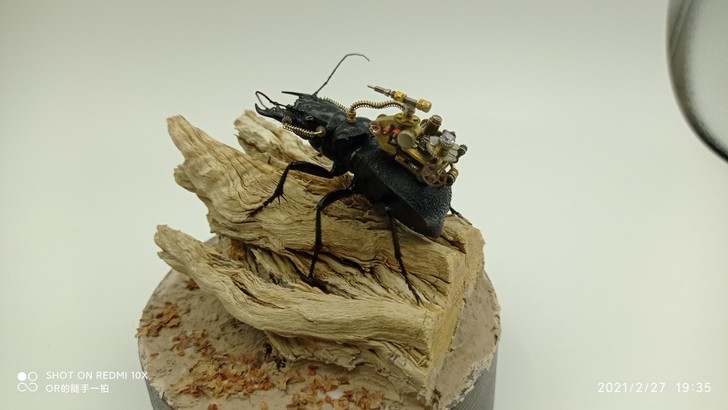 蒸汽昆虫机械昆虫大王虎甲母虫54mm，学习...