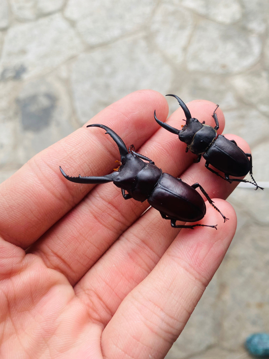 昆虫标本素材狭长前锹甲标本酒精虫