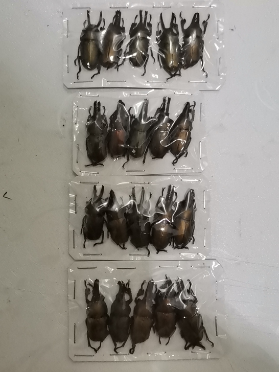 昆虫标本印尼金锹20只打包出尺寸3+