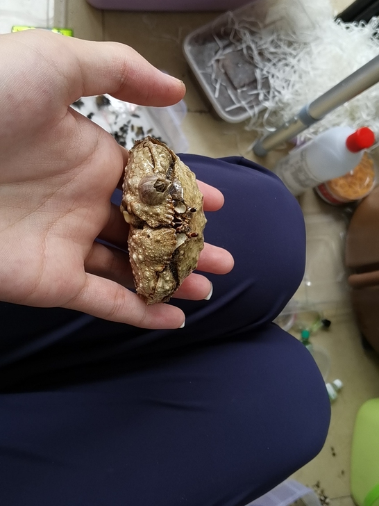 一只精品肝叶掏肉标本成品，脸上长了个小生蚝...