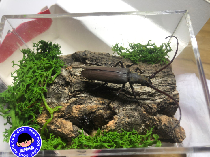 昆虫标本