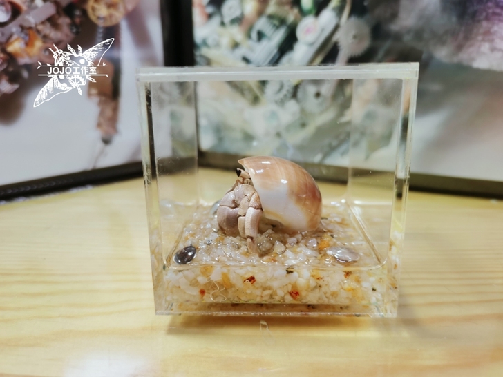 小灰白寄居蟹标本 螃蟹标本 昆虫甲虫标本 ...