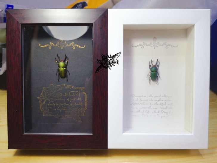 印尼金锹 工艺相框6寸天然昆虫标本金龟标本...