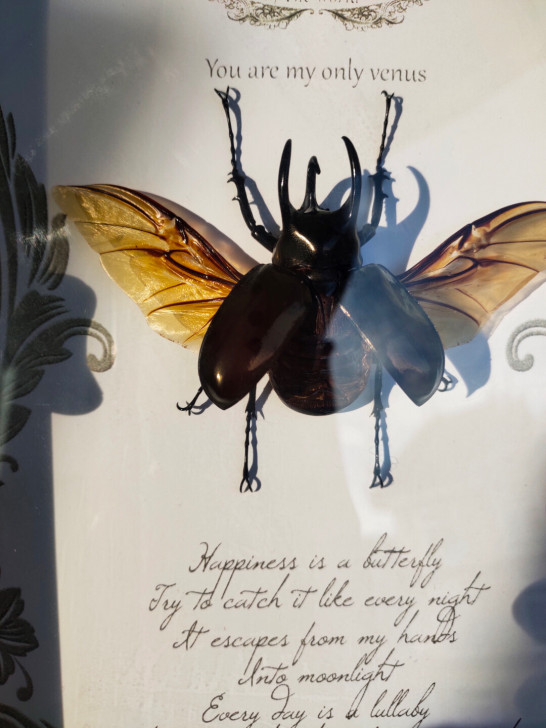 标本甲虫真标本