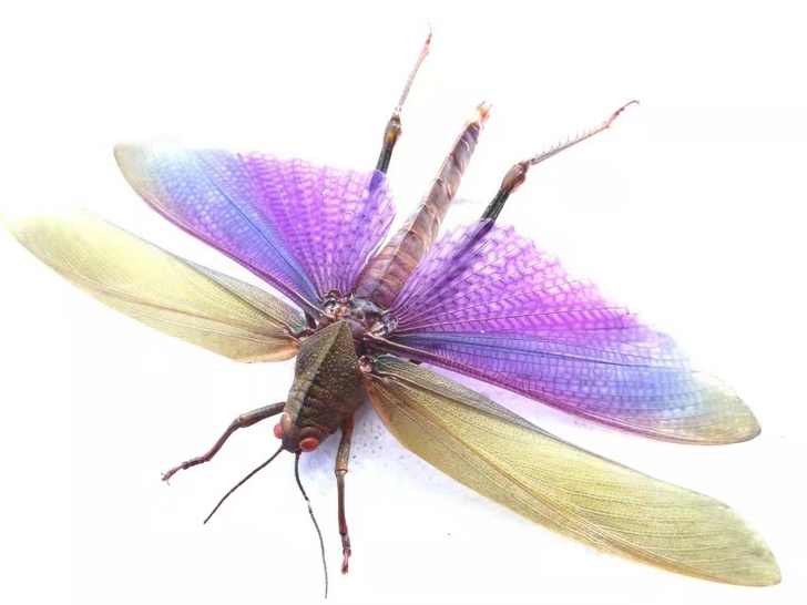 蓝翼巨翅蝗 昆虫标本 甲虫大个体 一侧触角...