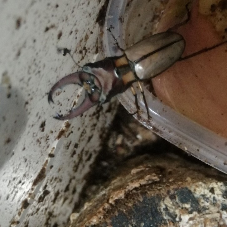 标本甲虫#鸡冠大牙甲虫