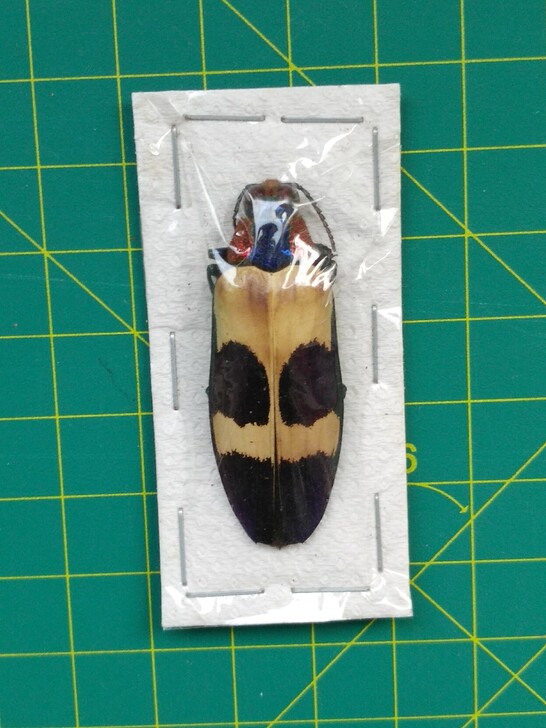 吉丁虫标本 昆虫蝴蝶螳螂蜻蜓