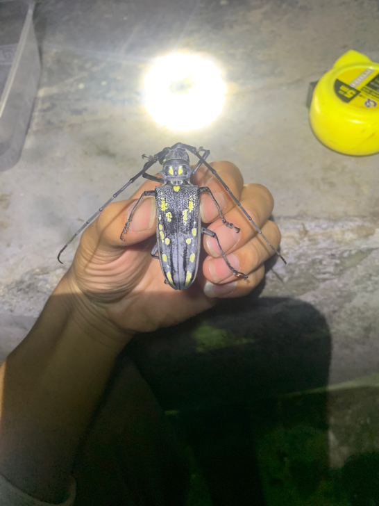 云斑天牛，差不多极限个体了，6.0。昆虫，...