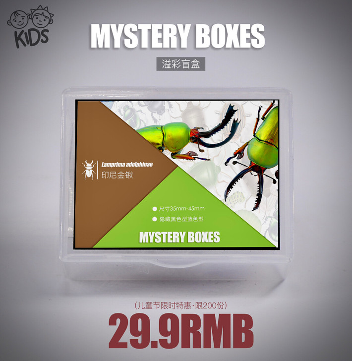 印尼金锹标本盲盒-真昆虫标本收藏