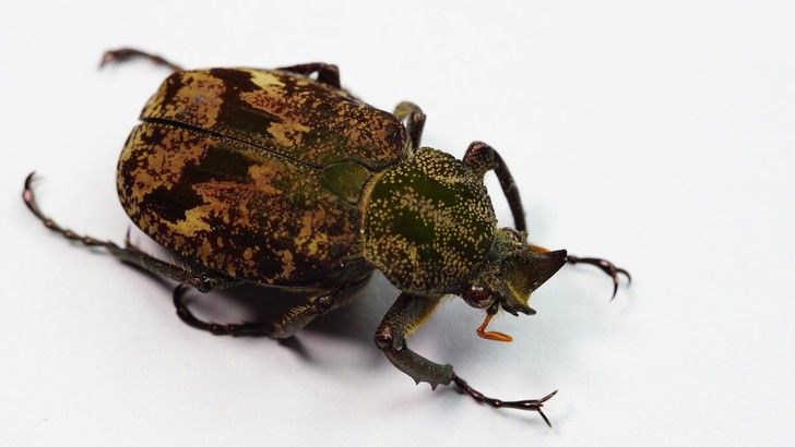 巴西印加角花原虫标本。