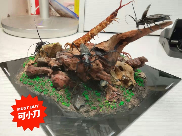 昆虫标本 生日礼物 精品摆件 红龙 蜈蚣 ...
