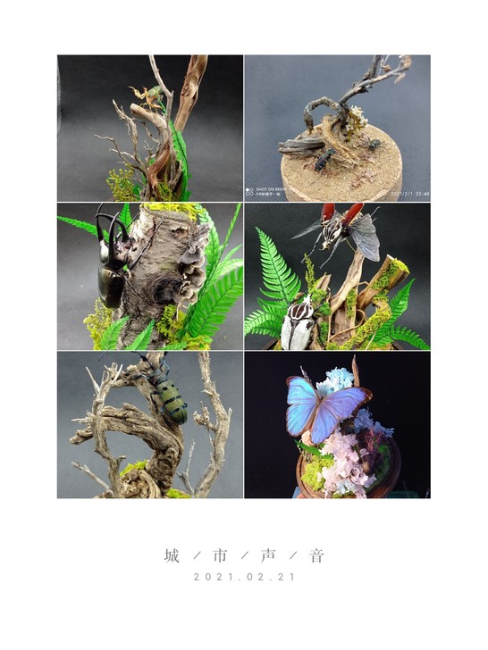 可代工昆虫标本微景观制作，立体螳螂标本造景...