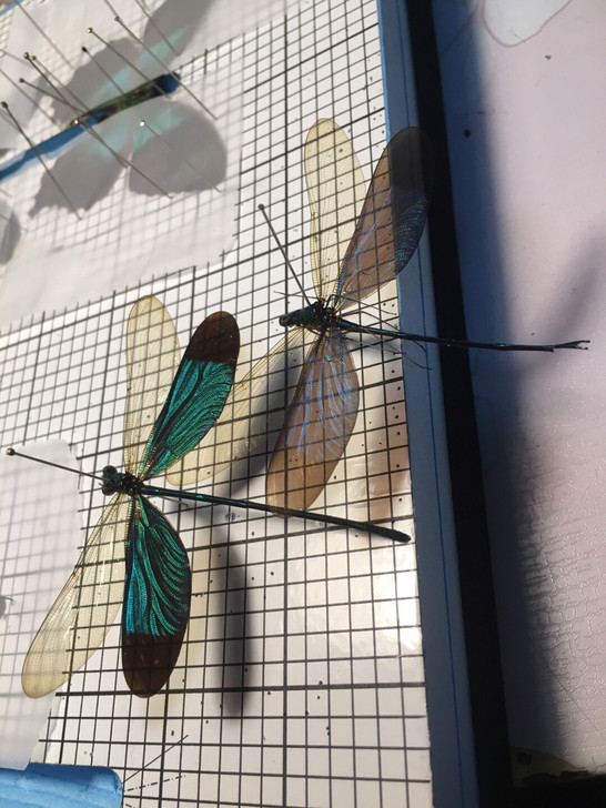 蝴蝶标本,昆虫收藏,摄影素材,