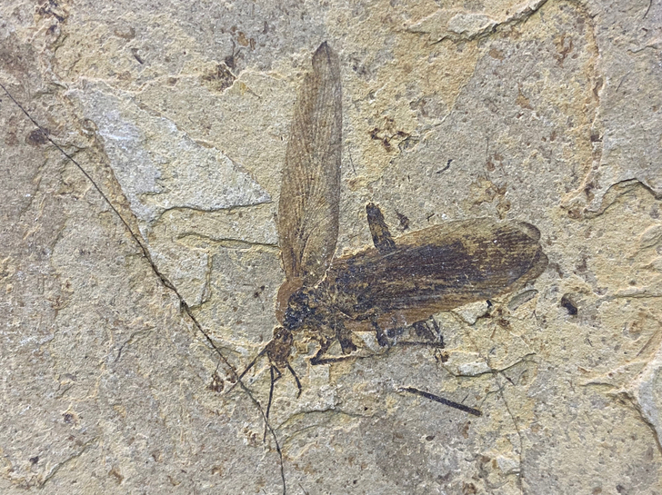 辽西化石  昆虫化石～精美～稀少～尺寸如图...