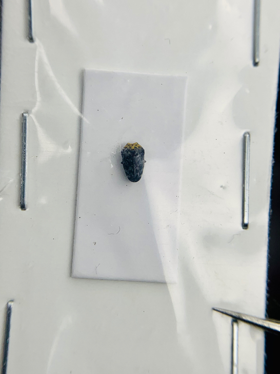 迷你吉丁天牛博物馆收藏艺术设计色彩展示昆虫...