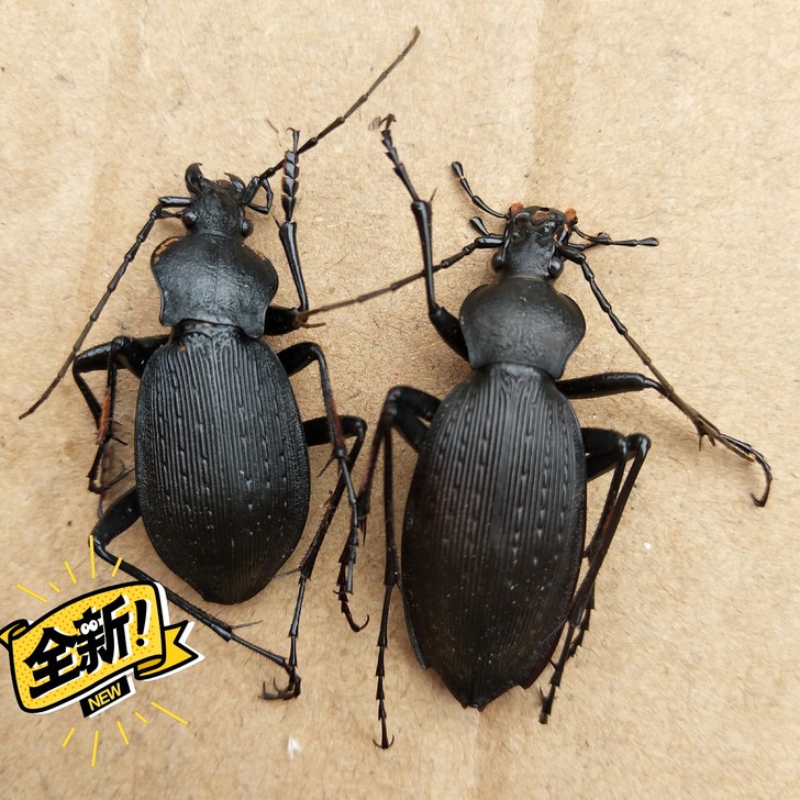 昆虫标本黑步甲全新【现货】
